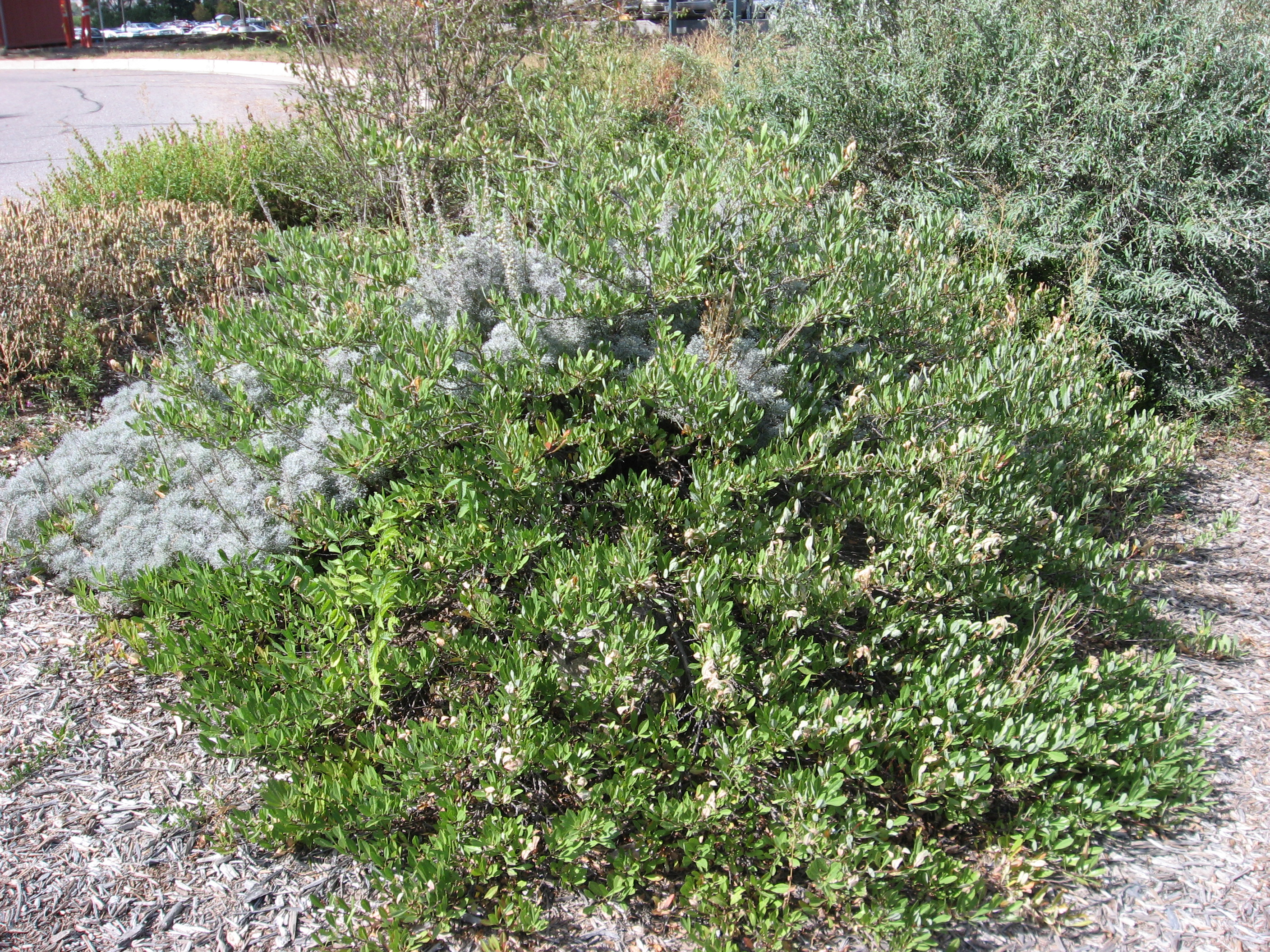 Mock Bearberry Manzanita